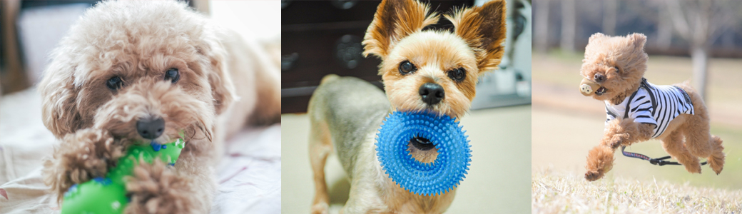 ワンちゃんと遊ぶ：小型犬の最強おもちゃ！ロープやボールなどおすすめ人気商品