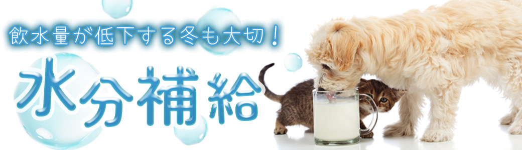 冬の水分補給:冬でもペットの水分不足に注意! おすすめの給水器や水分補給商品をご紹介