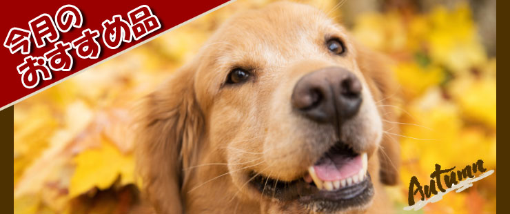 ペット用品の仕入は Petポチッと で