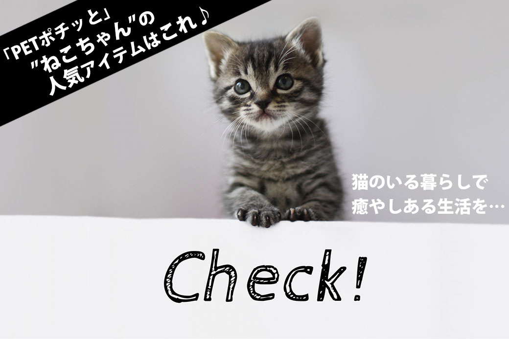 ポチぽち2021年10月15日号「人気の猫アイテム紹介」 | ペット用品の仕入は「PETポチッと」で！