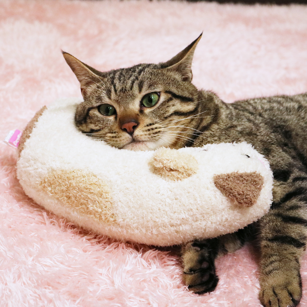 ドギーマンハヤシ 用品事業部 あごのせ猫枕 みけニャンの卸売 ペット用品の仕入は Petポチッと で