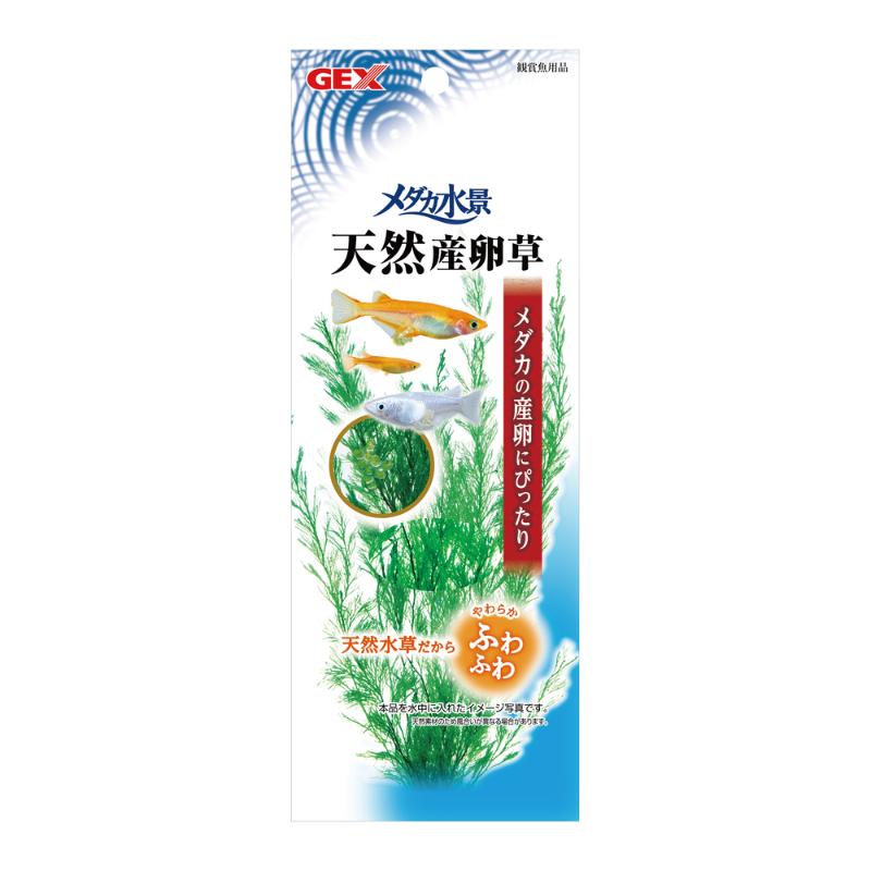 ［ジェックス］メダカ水景 天然産卵草