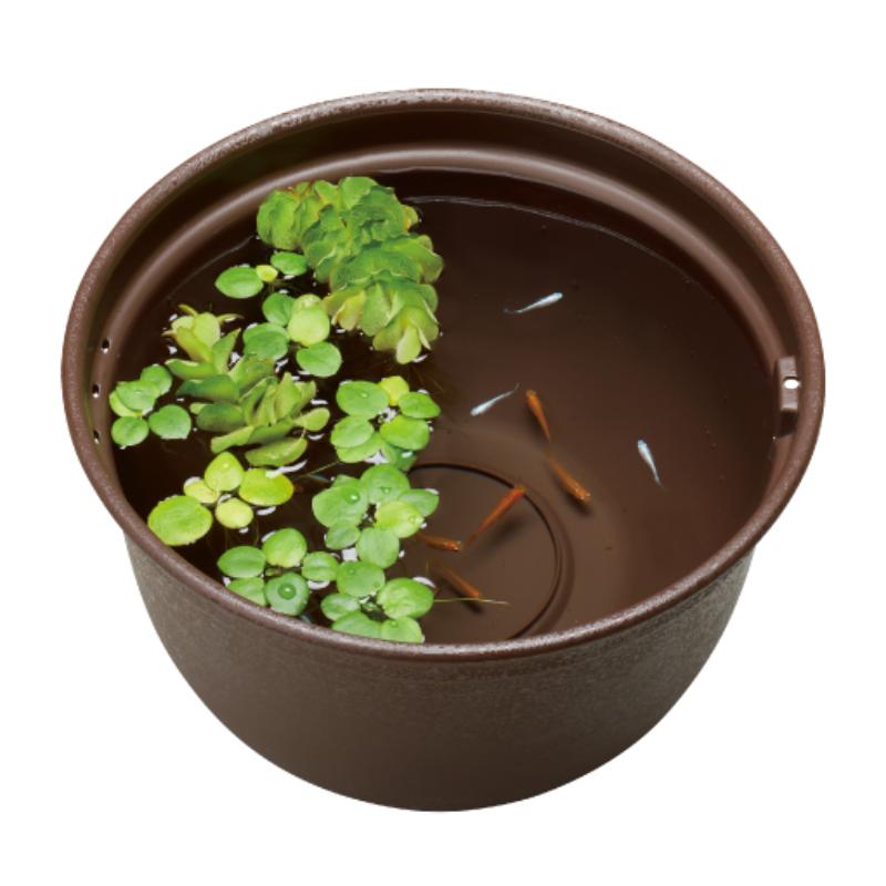 ［ジェックス］メダカ元気 メダカのための飼育鉢 こげ茶320