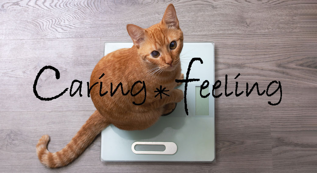 ケアリーフィール