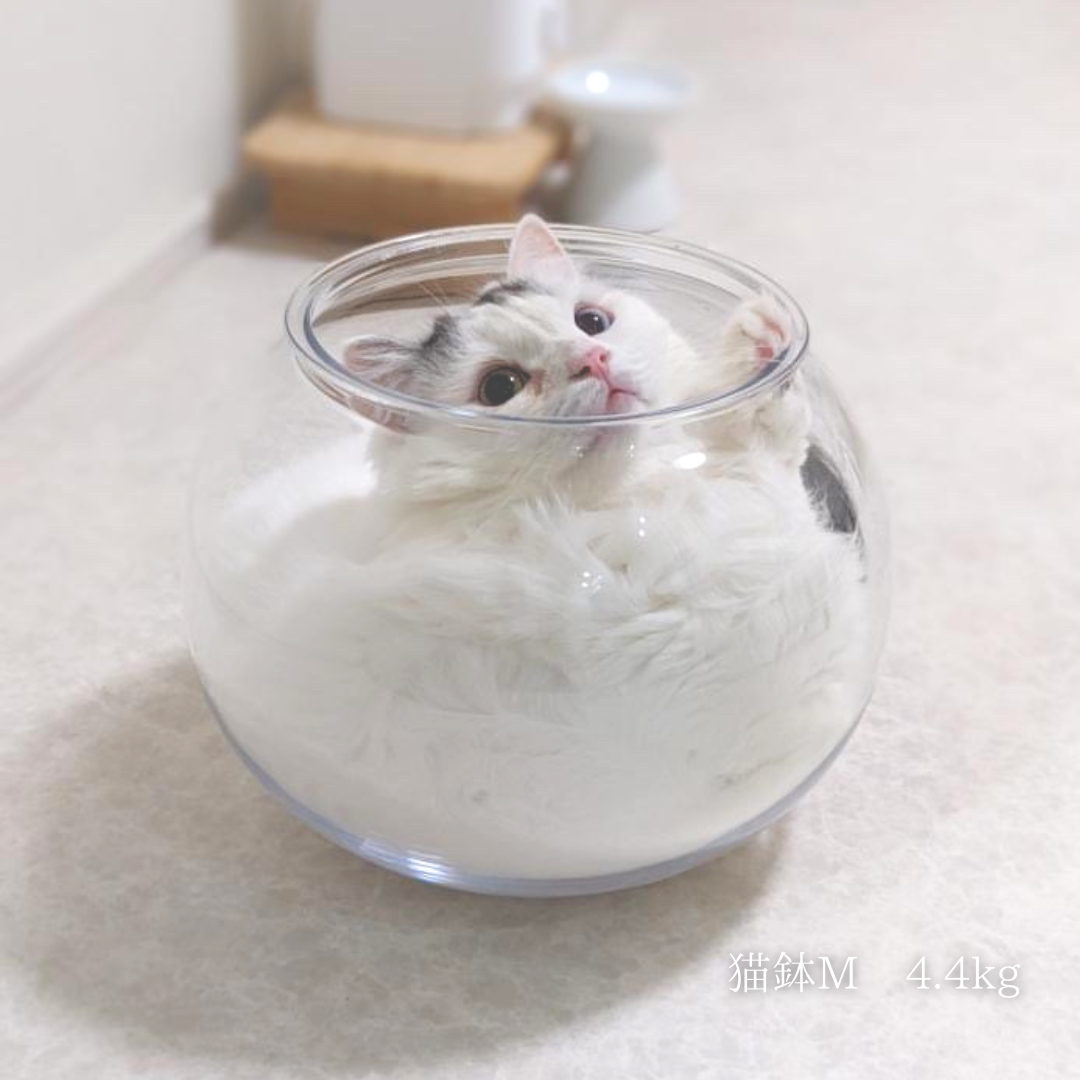 猫鉢