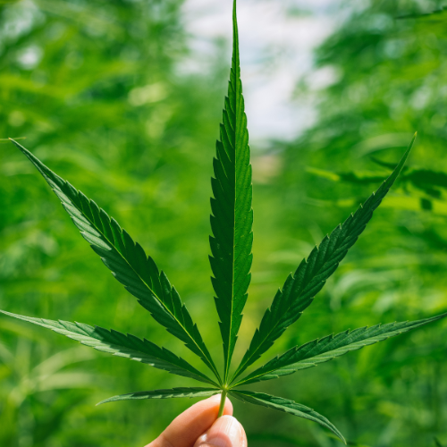 大麻規制