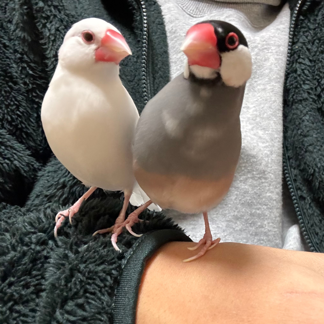 営業担当が飼っている文鳥