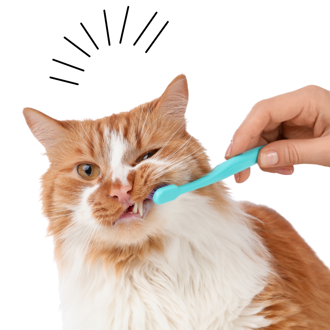 猫とデンタルケア
