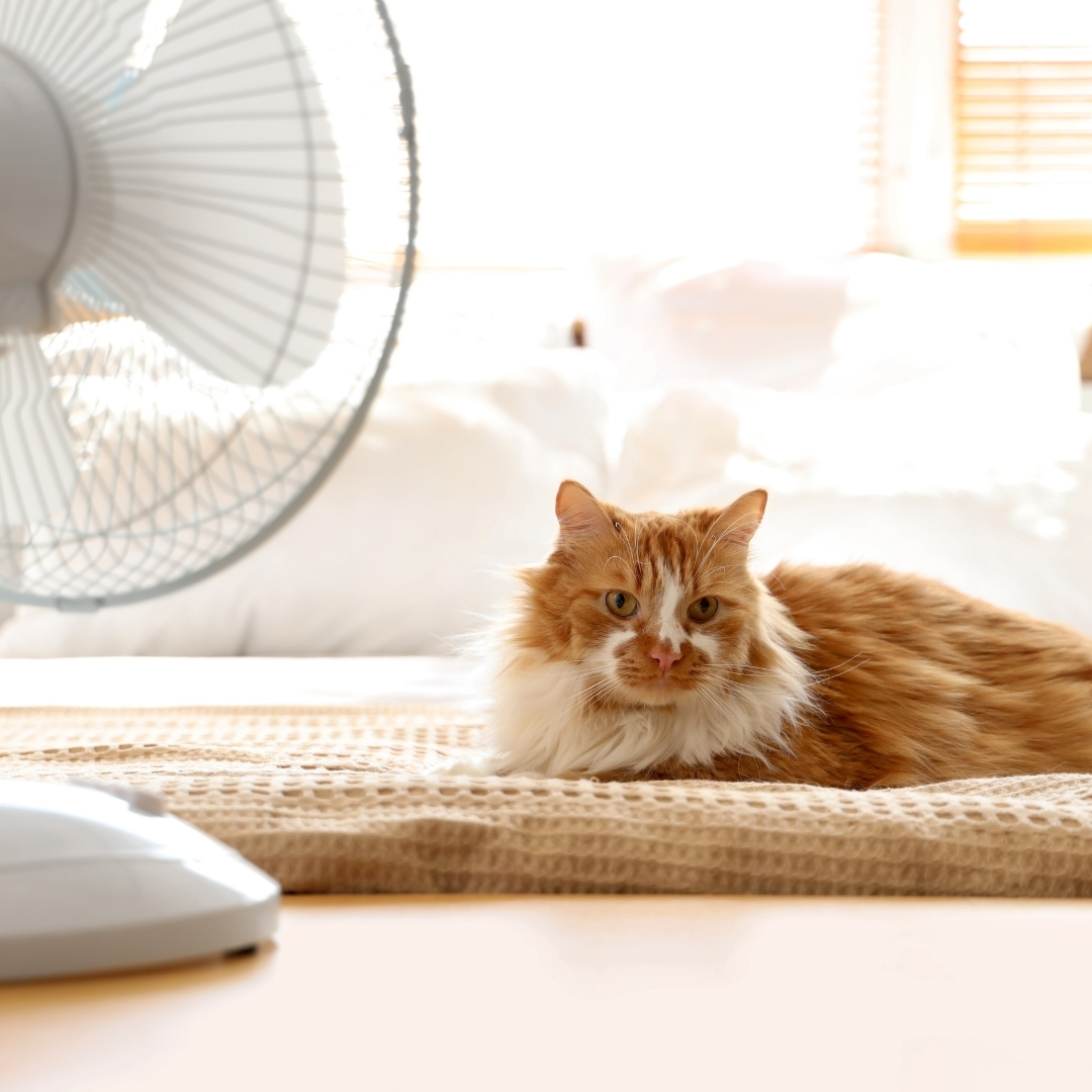 猫と扇風機