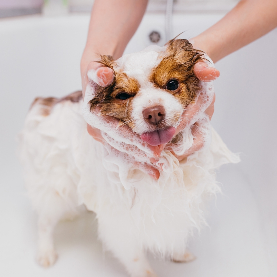 シャンプーする犬