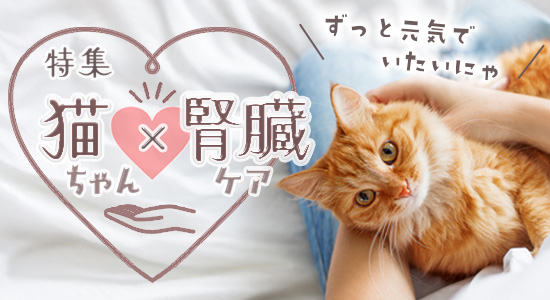 猫ちゃん×腎臓ケア特集