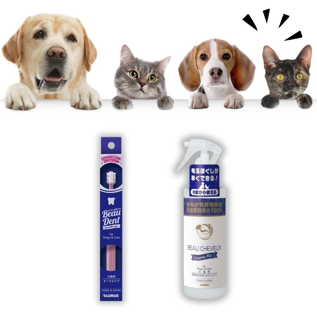 ボーダン◆歯ブラシ、ボーシェブ　グルーミングミスト